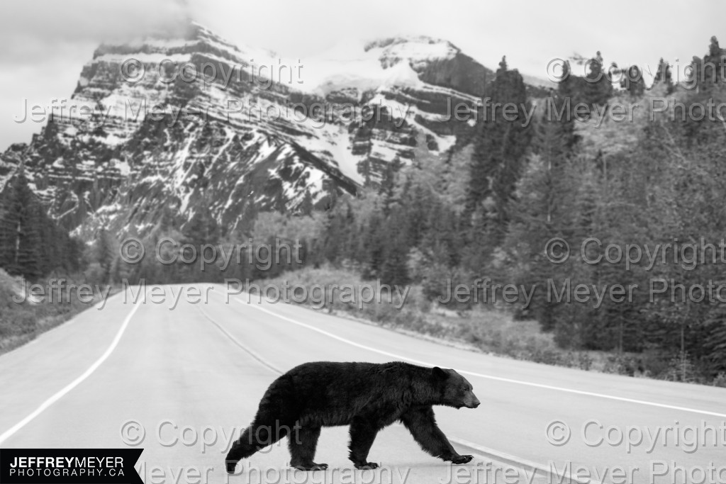 Black bear crossing a highway