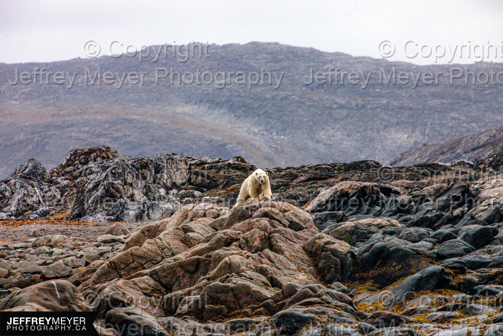 A polar bear in arctic canada