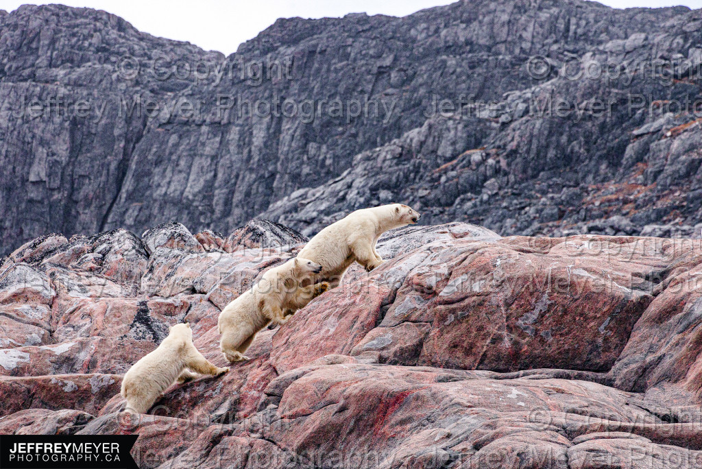 A family of polar bears