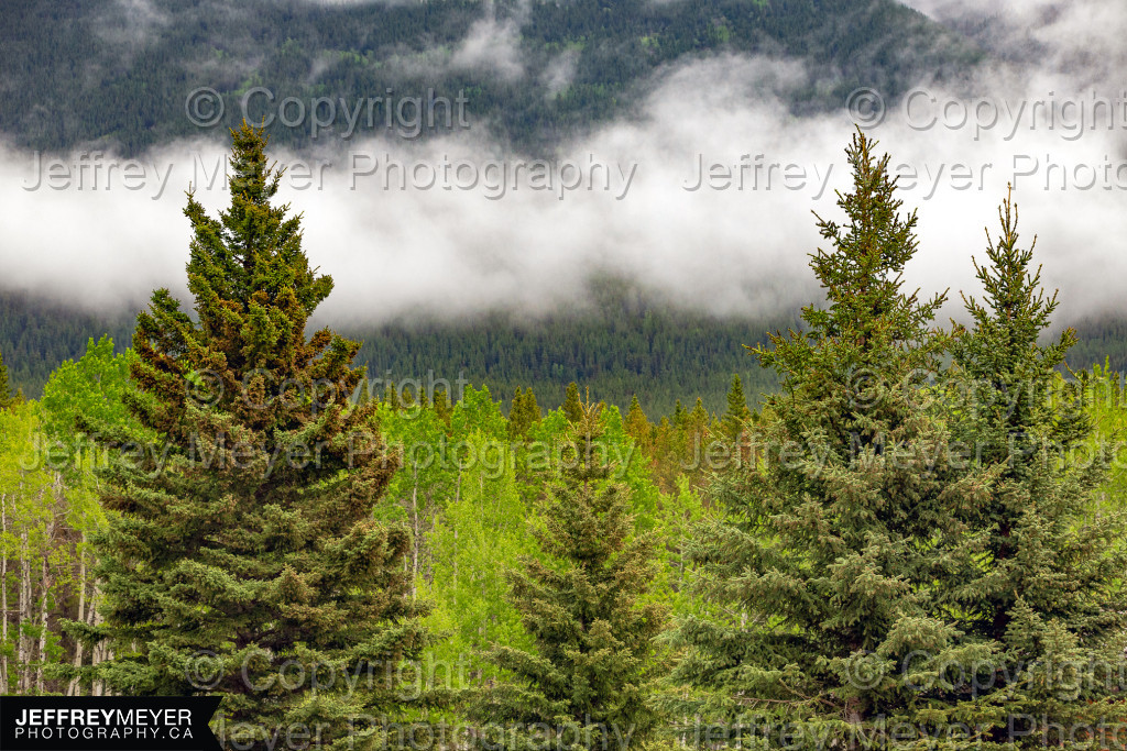 Kananaskis Country Treeline and Clouds