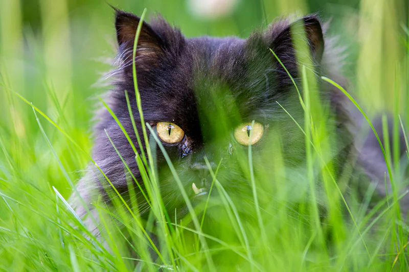 A cat playfully crouches behind blades of grass to avoid detection.   Pet photography by Jeffrey Meyer.
